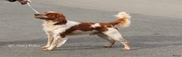 Brittany Spaniel dogs for sale: Stunning Brittany Spaniel - Advert 3