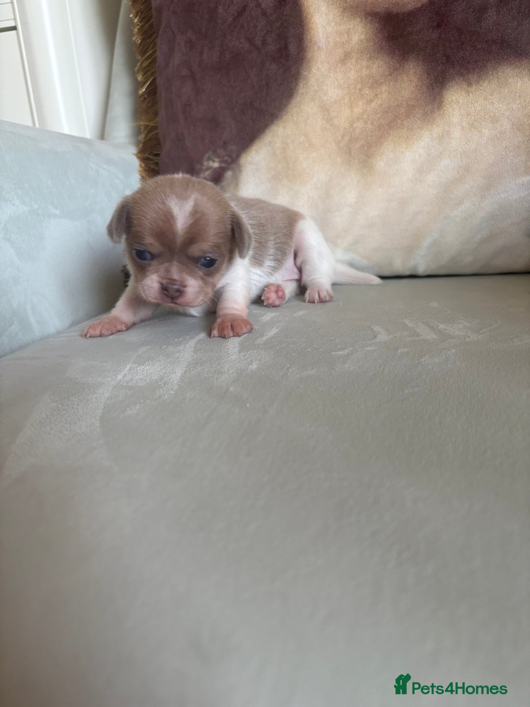 Chihuahua dogs for sale: 🩷 smooth coat chihuahua girls for you🩷  - Image 3
