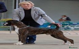 Boxer dogs for stud: Champion Boxer dog at Stud  - Image 5