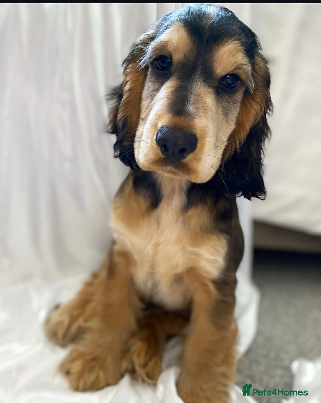 Cocker Spaniel dogs for sale: SHOW cocker spaniel puppies  - Image 29