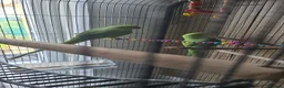 Ringnecks birds for sale: Indian Ringnec, male and female  in London - Advert 10