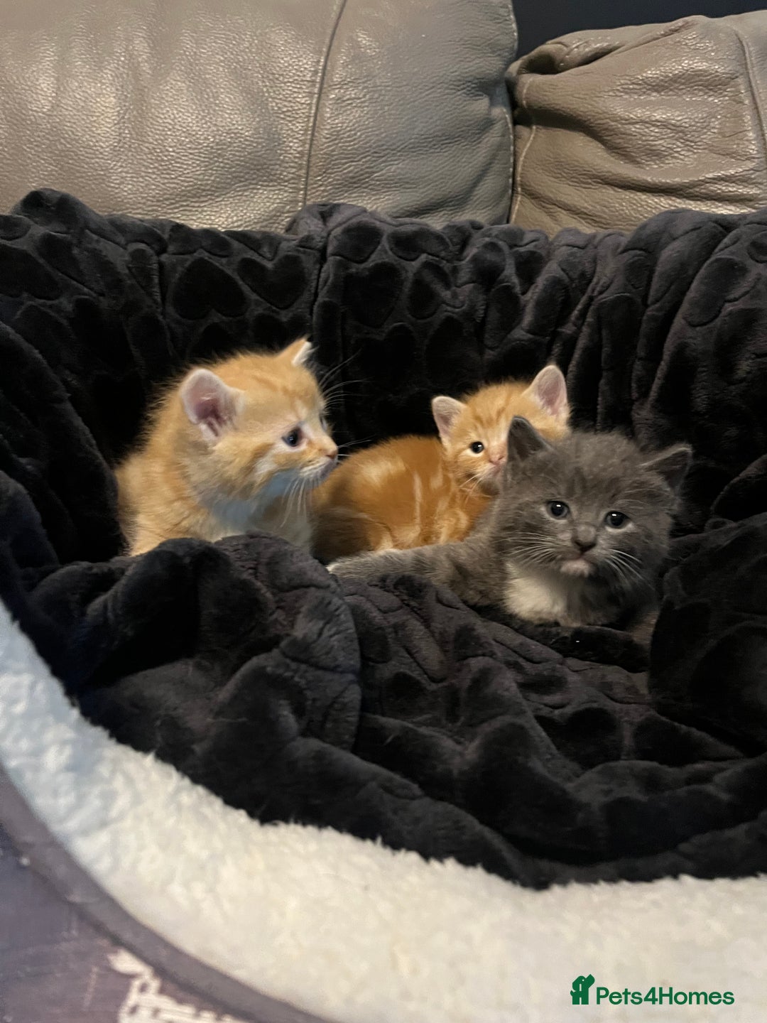 British Shorthair cats for sale: British short hair x - Image 13