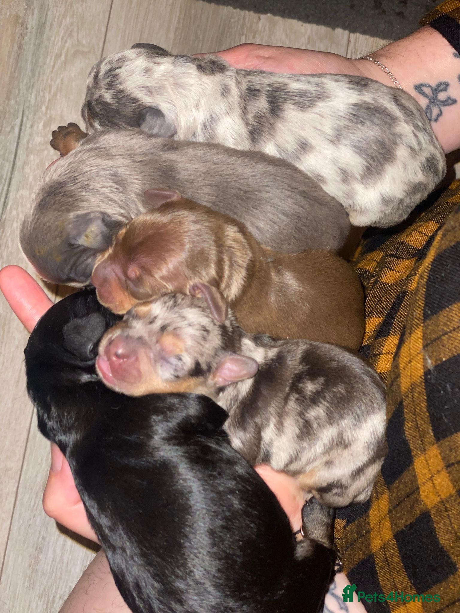 Mixed Breed dogs Beautiful Dachshund, French bulldog hybrid puppy - Advert 2