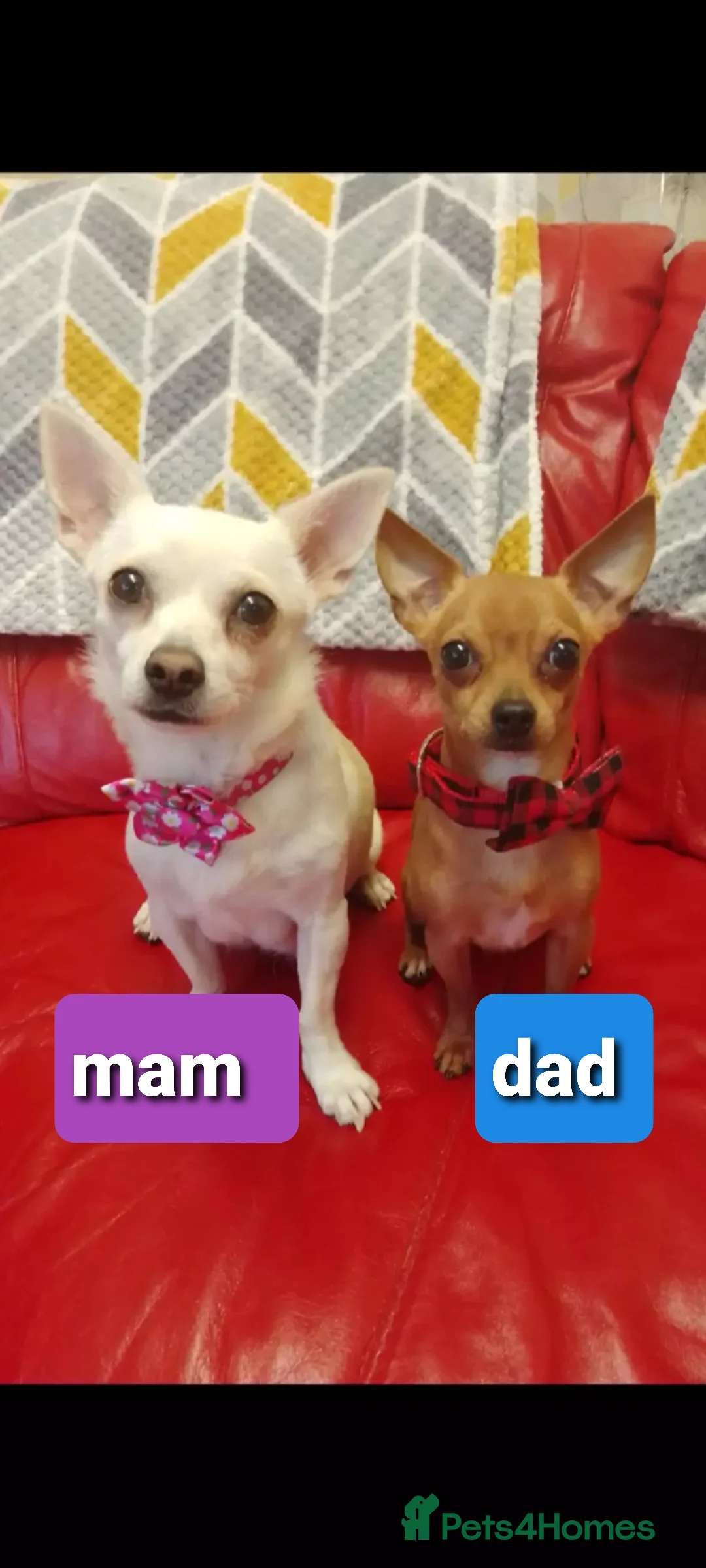 Chihuahua dogs for sale: Chihuahua pups - Advert 5