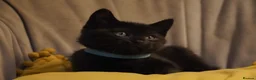 British Shorthair cats for sale: British shorthair mix (5 kittens ready to go) - Advert 5