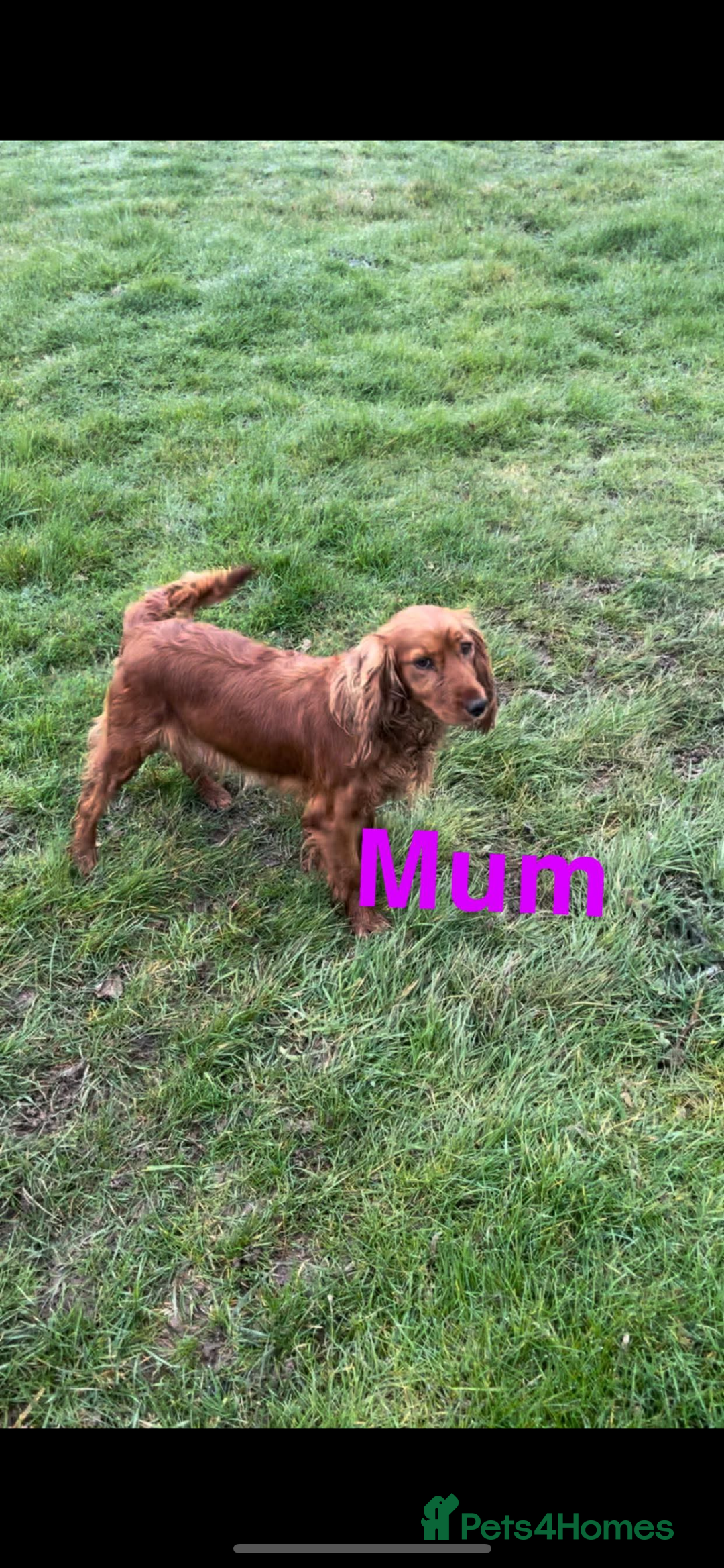Cocker Spaniel dogs for sale: Beautiful golden puppies ready to leave now! - Advert 15