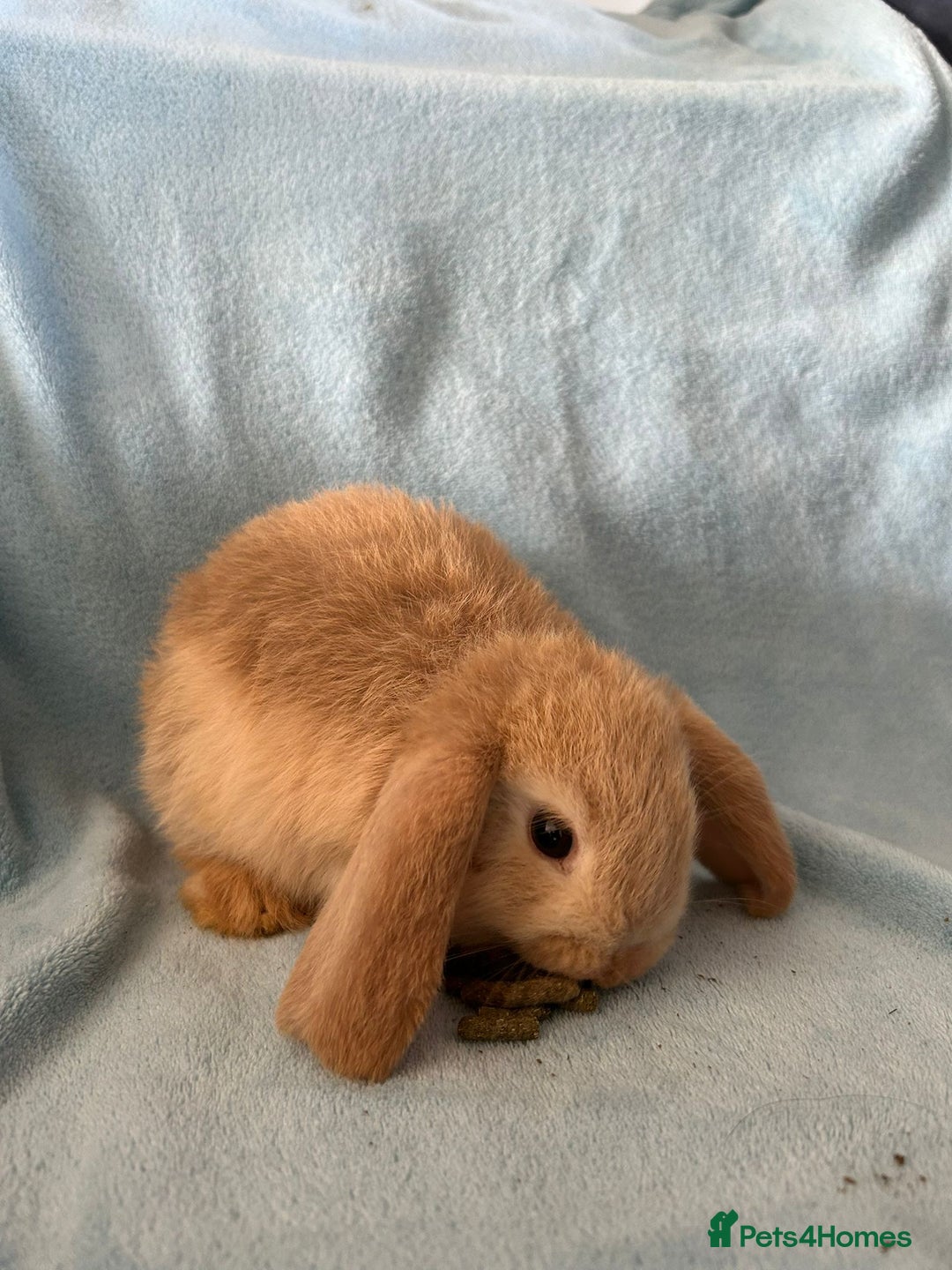 Mini Lop rabbits for sale: Pure Breed Mini Lop baby bunnies ready 1st Aug - Image 30