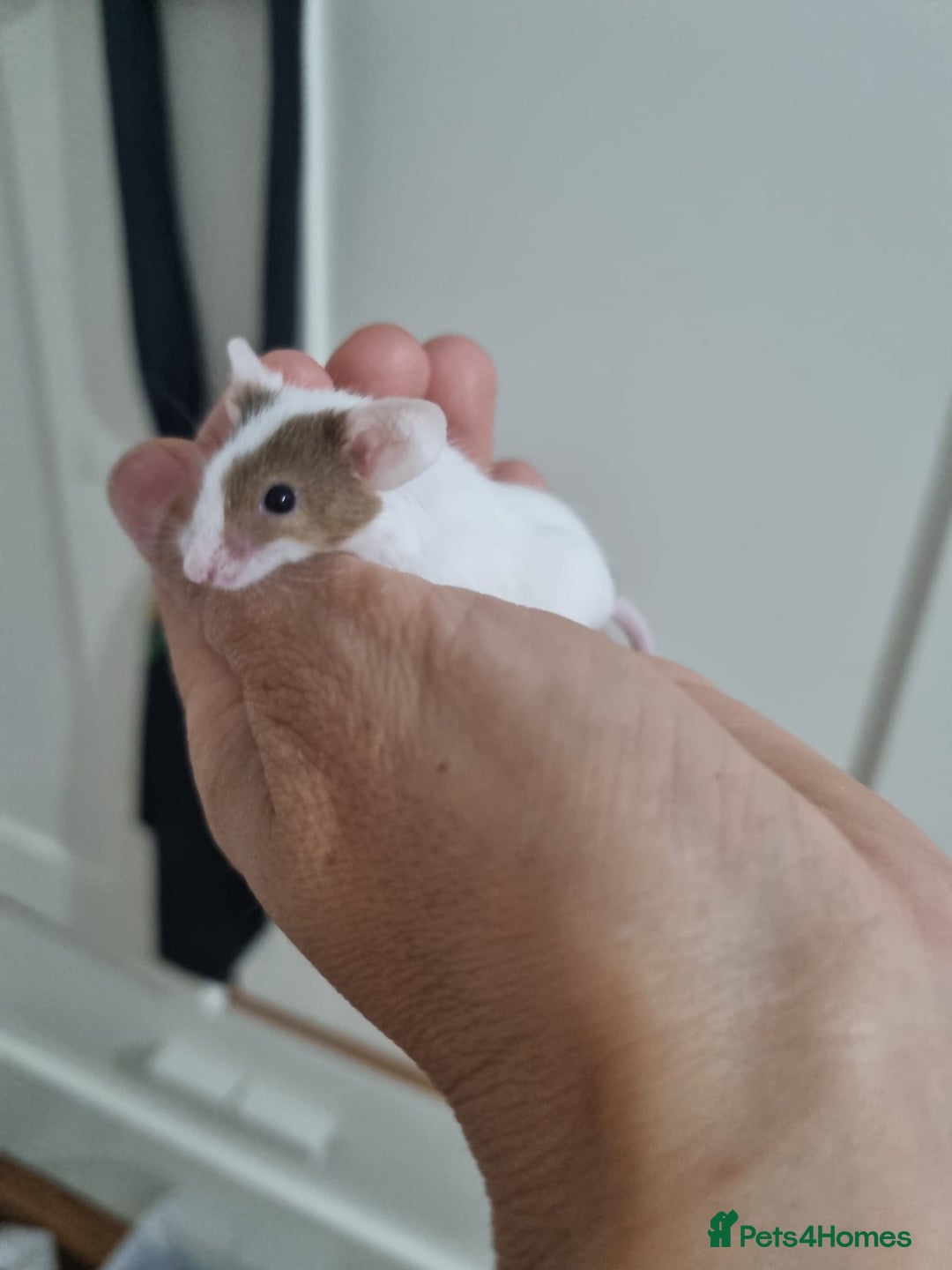 Mouse rodents for sale: Fancy mouse waiting list in Milton Keynes - Image 13