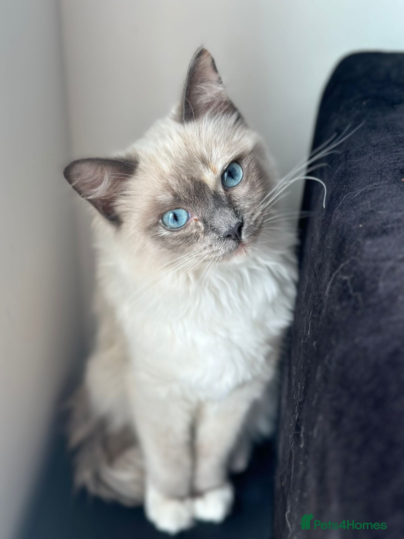 Ragdoll cats Beautiful ragdolls kitten for you 😍 - Advert 8