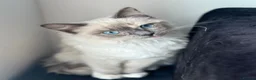 Ragdoll cats for sale: Beautiful ragdolls kitten for you 😍 in Barking - Advert 1