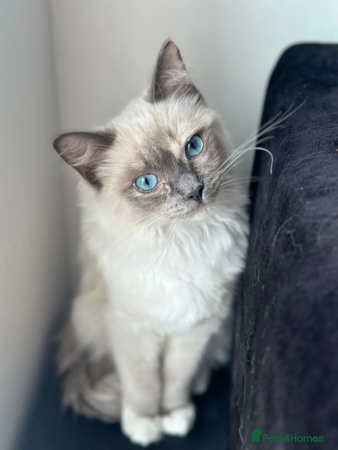 Ragdoll cats for sale: Beautiful ragdolls kitten for you 😍 in Barking - Advert 1