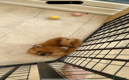 Pomeranian dogs for sale: One female for sale  - Image 3