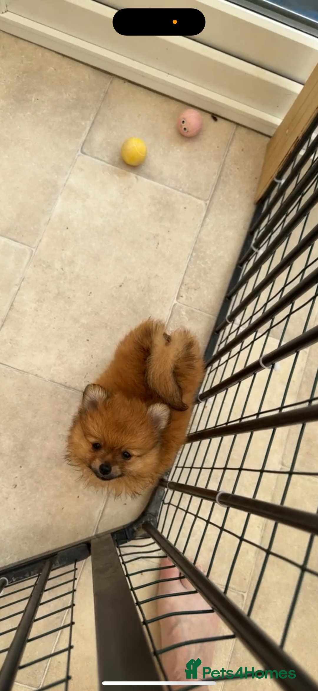 Pomeranian dogs for sale: One female for sale  - Image 3