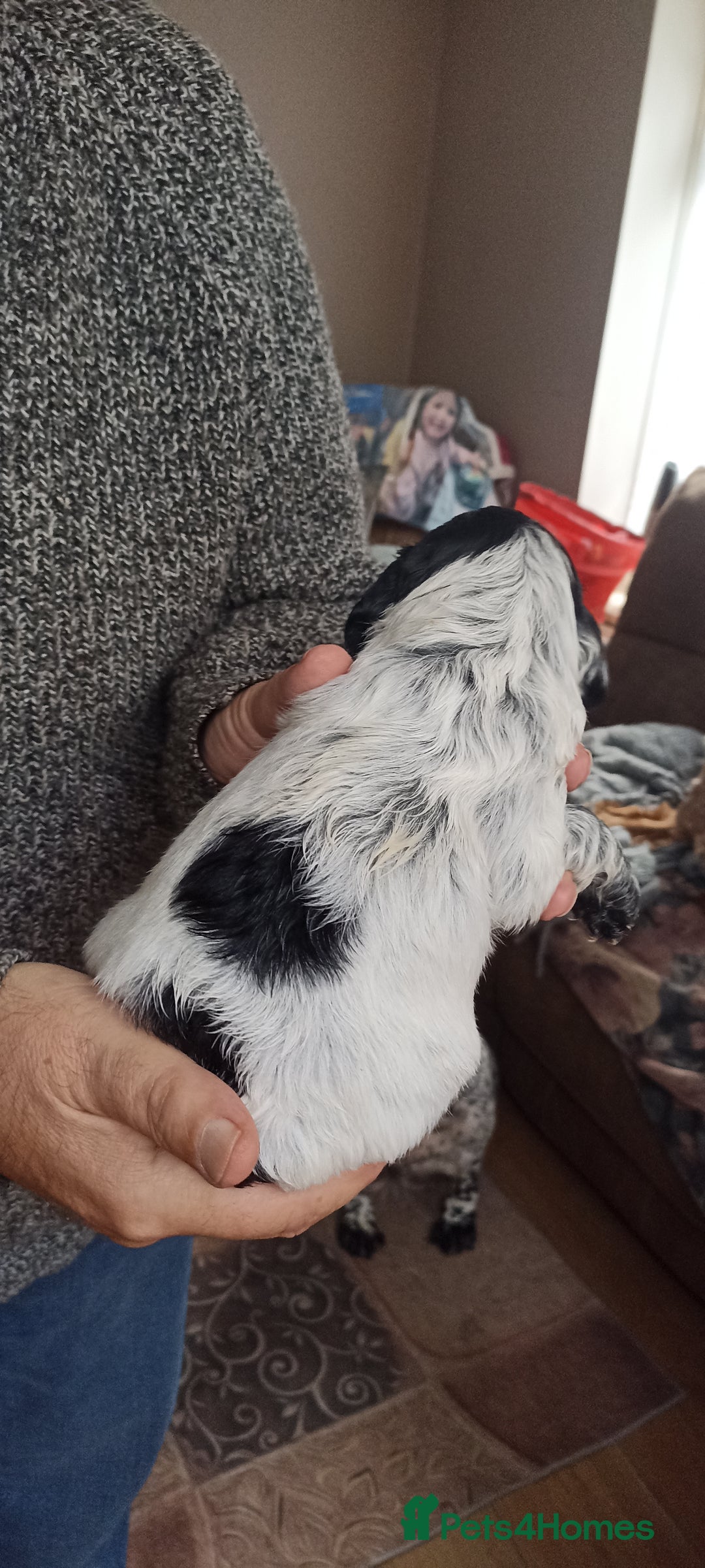 Cocker Spaniel dogs for sale: Stunning cocker spaniel litter  - Image 8
