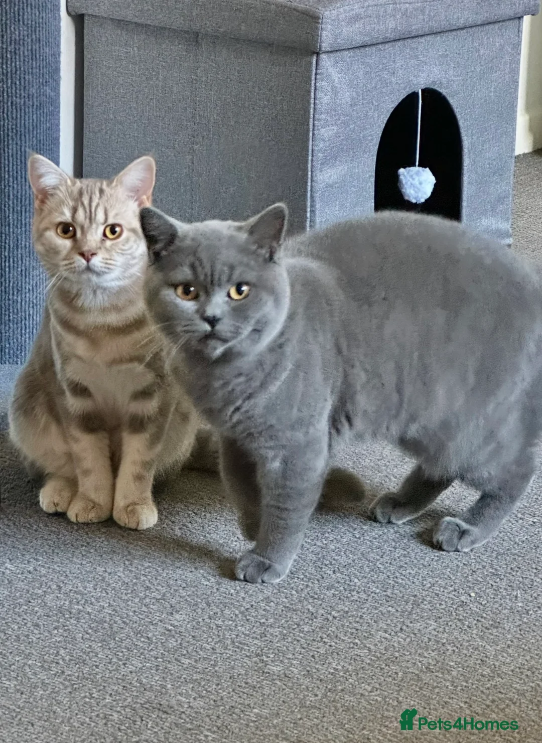 British Shorthair cats for sale: Bonded pair looking for a new home - Advert 4