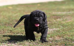 Neapolitan Mastiff dogs for sale: Import Neopolitan mastiff  - Image 2