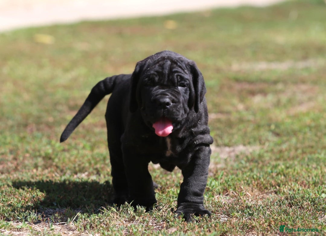 Neapolitan Mastiff dogs for sale: Import Neopolitan mastiff  - Image 2