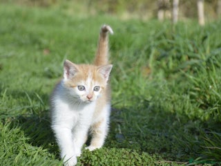 Mixed Breed cats for sale - Advert 1