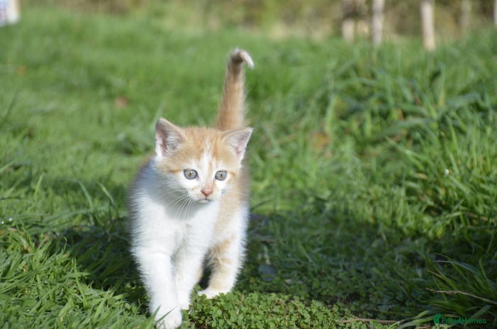 Mixed Breed cats - Advert 7