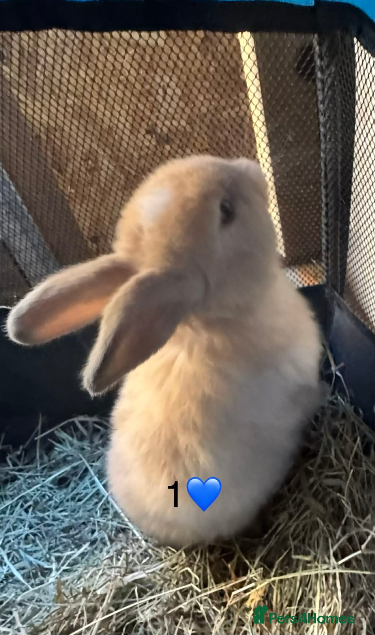 Mini Lop rabbits Mini lops - Advert 4