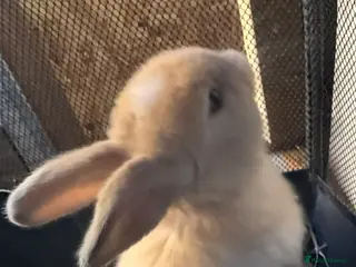 Mini Lop rabbits Mini lops - Advert 6