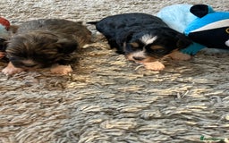 Havanese dogs for sale: Four beautiful Havanese  - Image 6