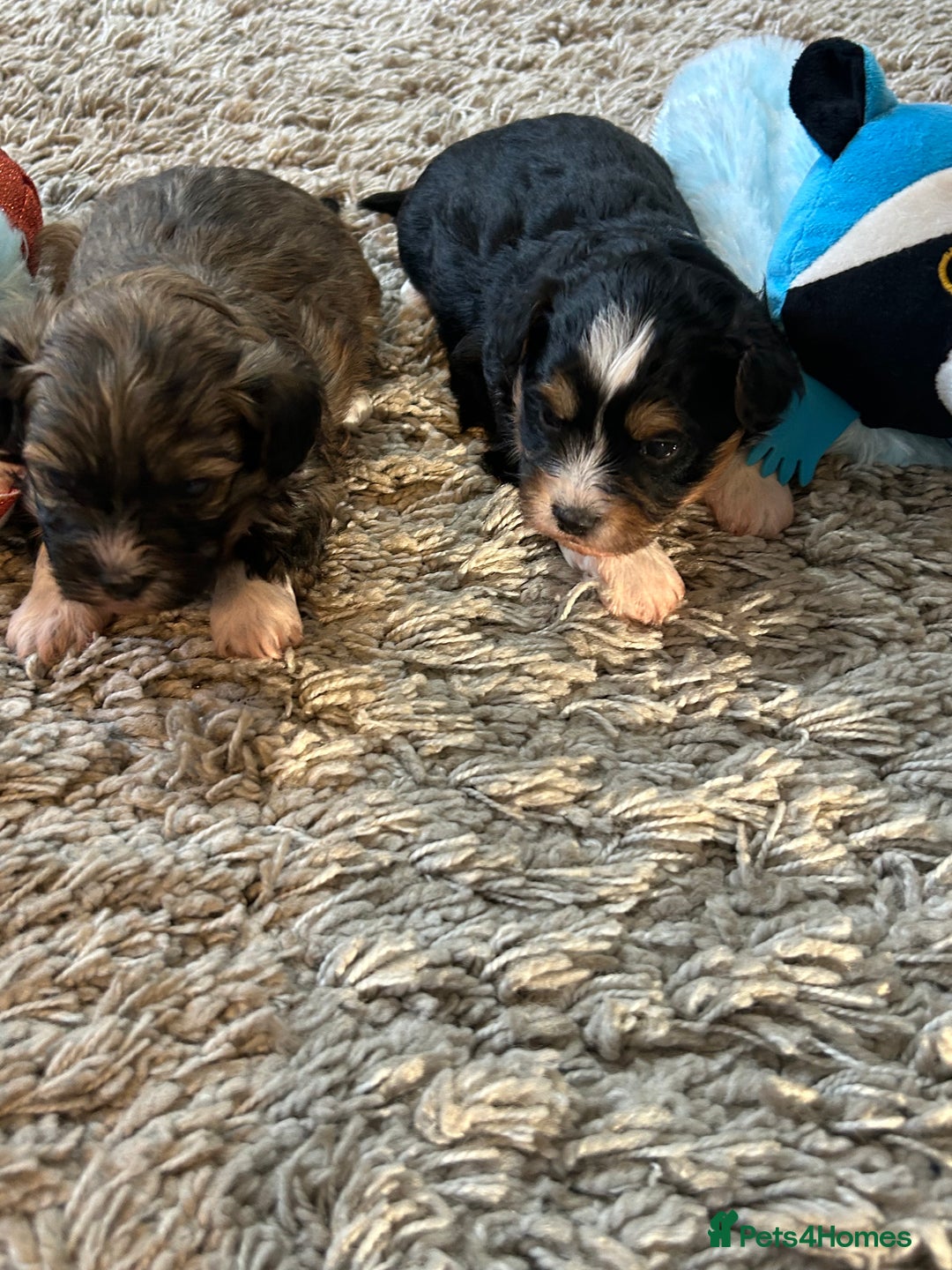 Havanese dogs for sale: Four beautiful Havanese  - Image 6