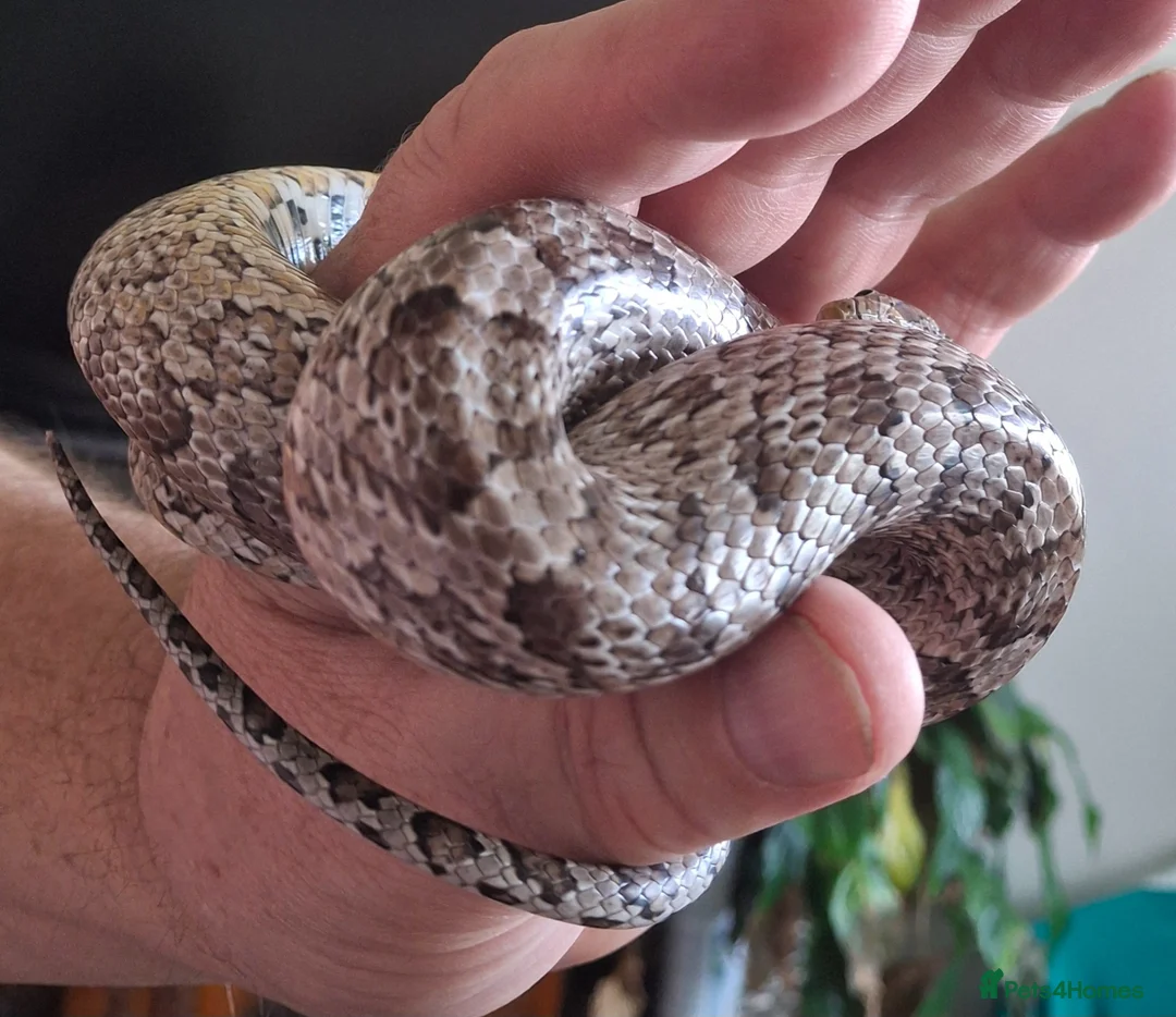 Corn Snake reptiles for sale: Corn snake - Advert 2