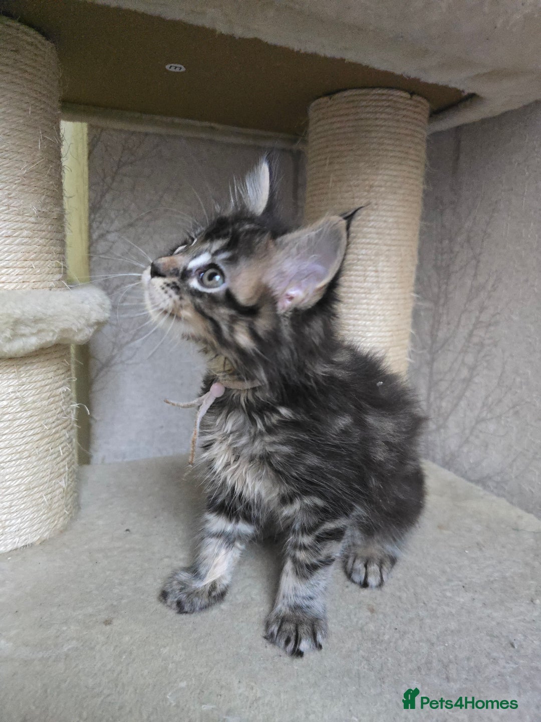 Maine Coon cats for sale: Beautiful Tica registered girls - Advert 26