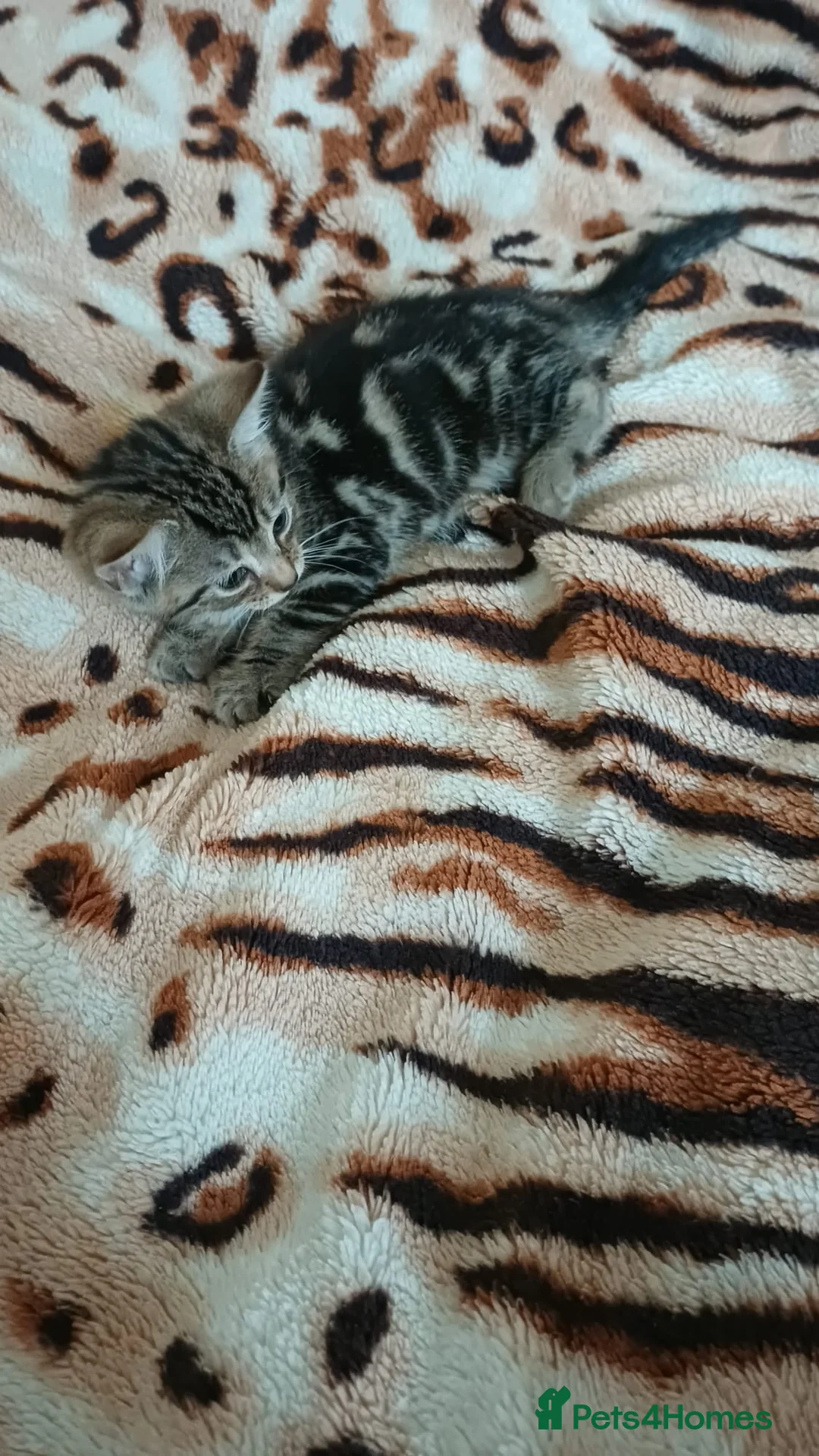 Mixed Breed cats for sale: Kittens - Advert 8