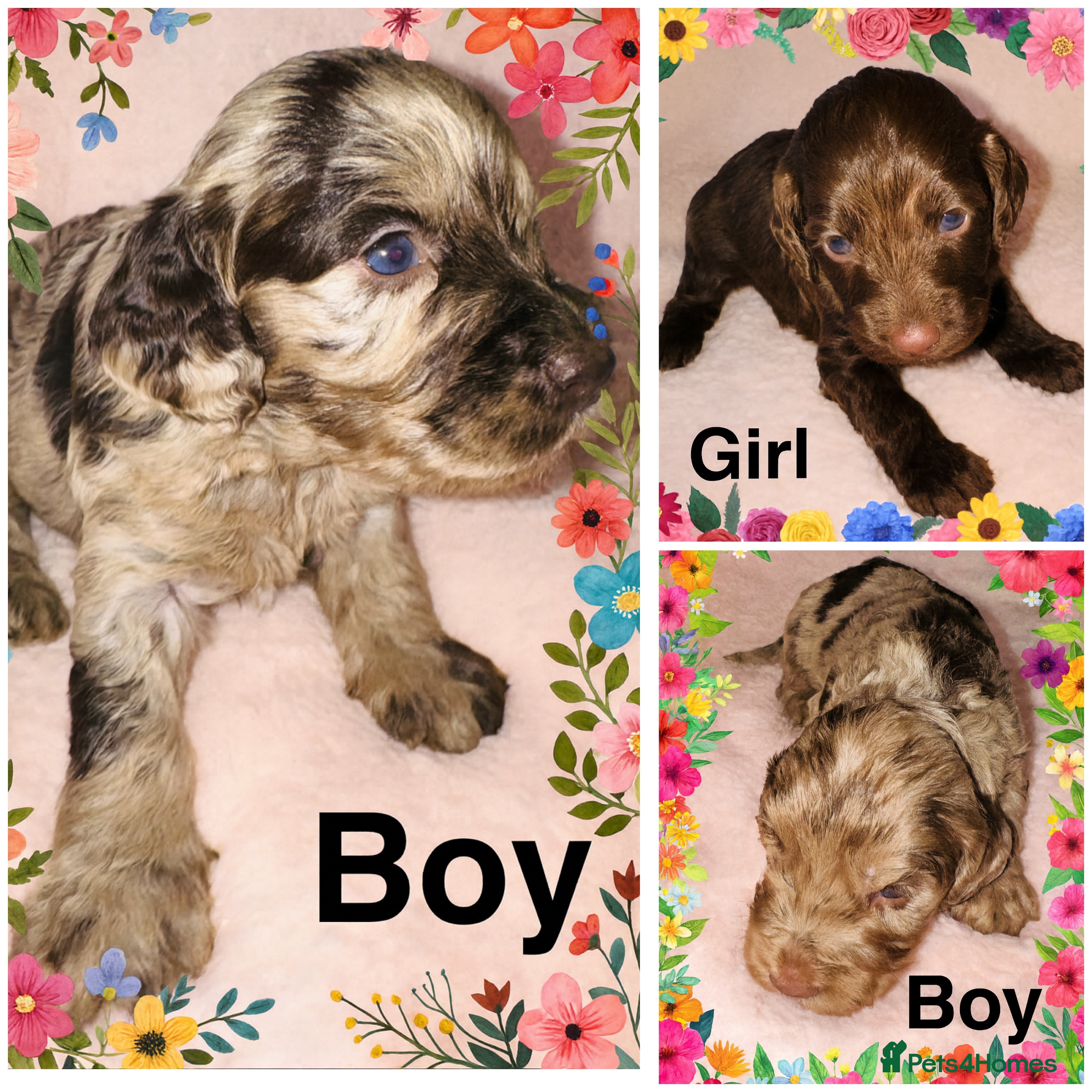 Cockapoo dogs ❤️DNA Tested F1 Rare Merle Cockapoos,Ready 4th Feb - Advert 10