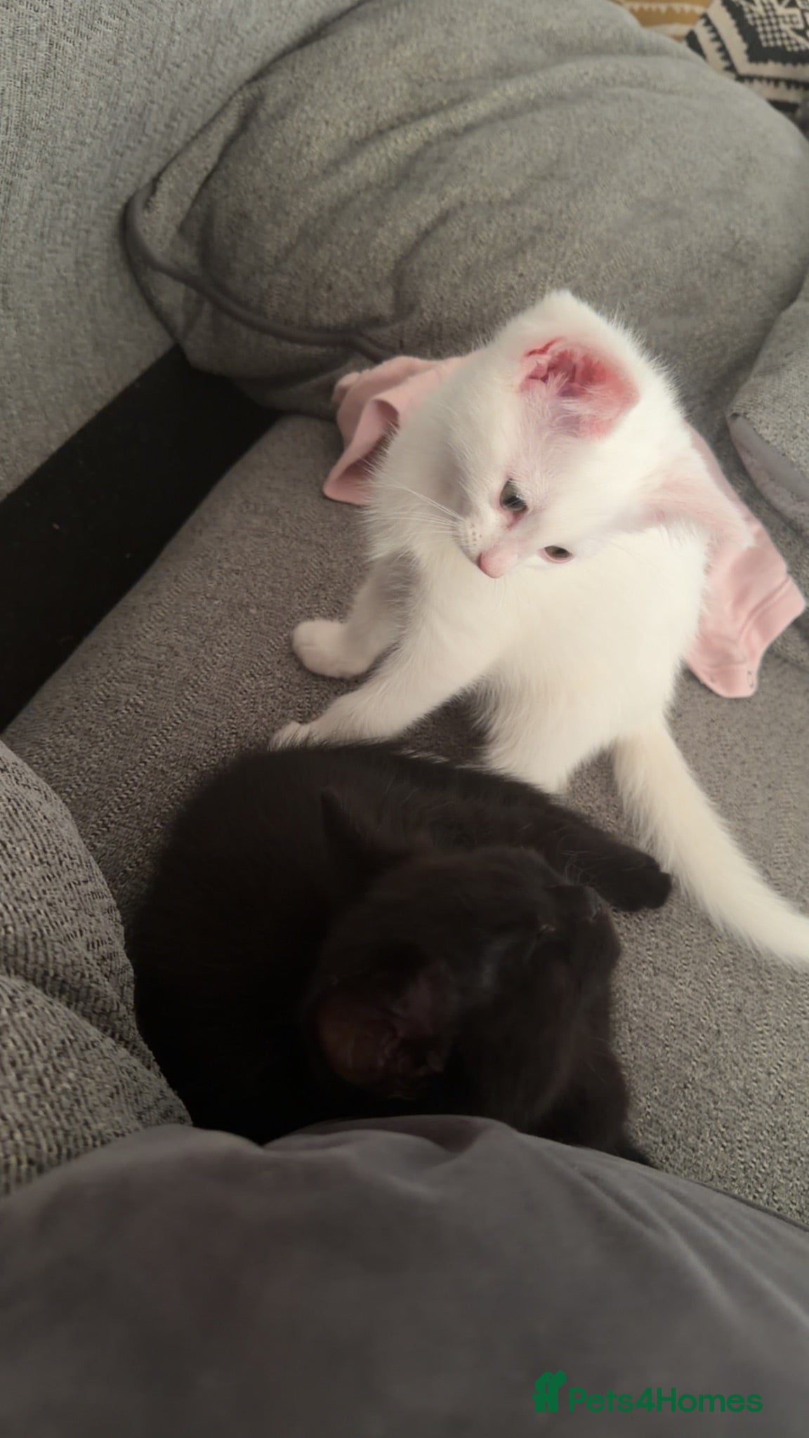 Mixed Breed cats 2 female kittens  - Advert 18