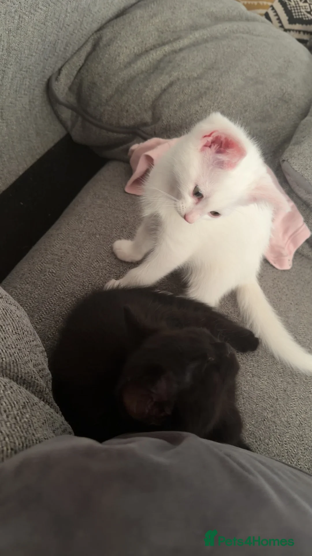 Mixed Breed cats for sale: 2 female kittens  - Advert 1