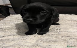 Labrador Retriever dogs for sale: Kc Labradors working line Bred for assistance work - Image 7