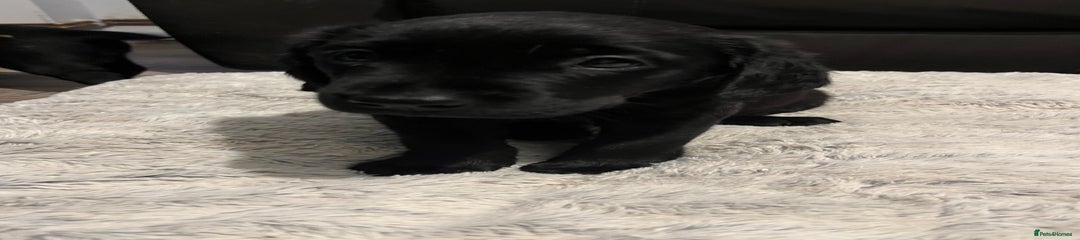 Labrador Retriever Puppy 5