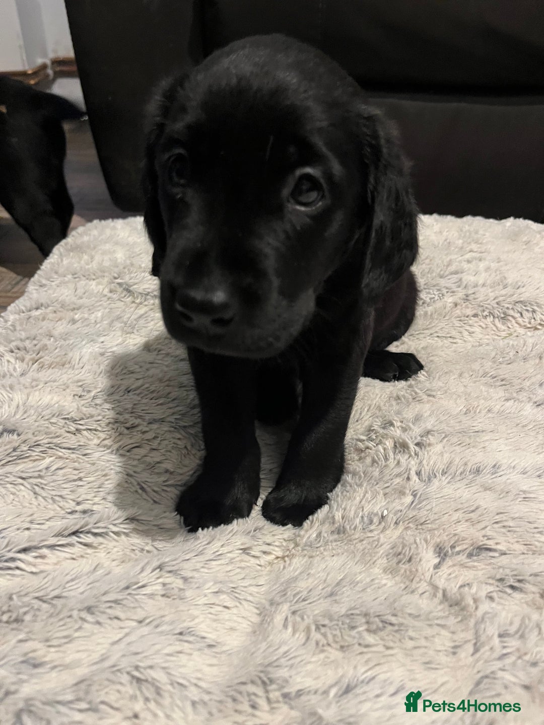 Labrador Retriever dogs for sale: Kc Labradors working line Bred for assistance work - Image 7