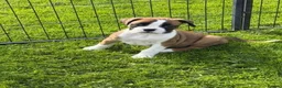 Boxer dogs for sale: Beautiful Boxer Puppies-2 Boys & 1 Girl in Reading - Advert 4