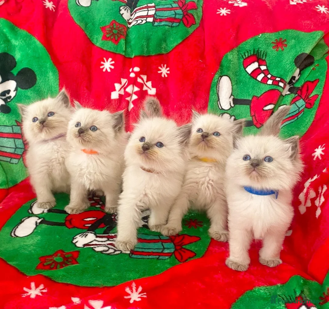 Ragdoll cats for sale: Ragdoll kittens - Advert 1