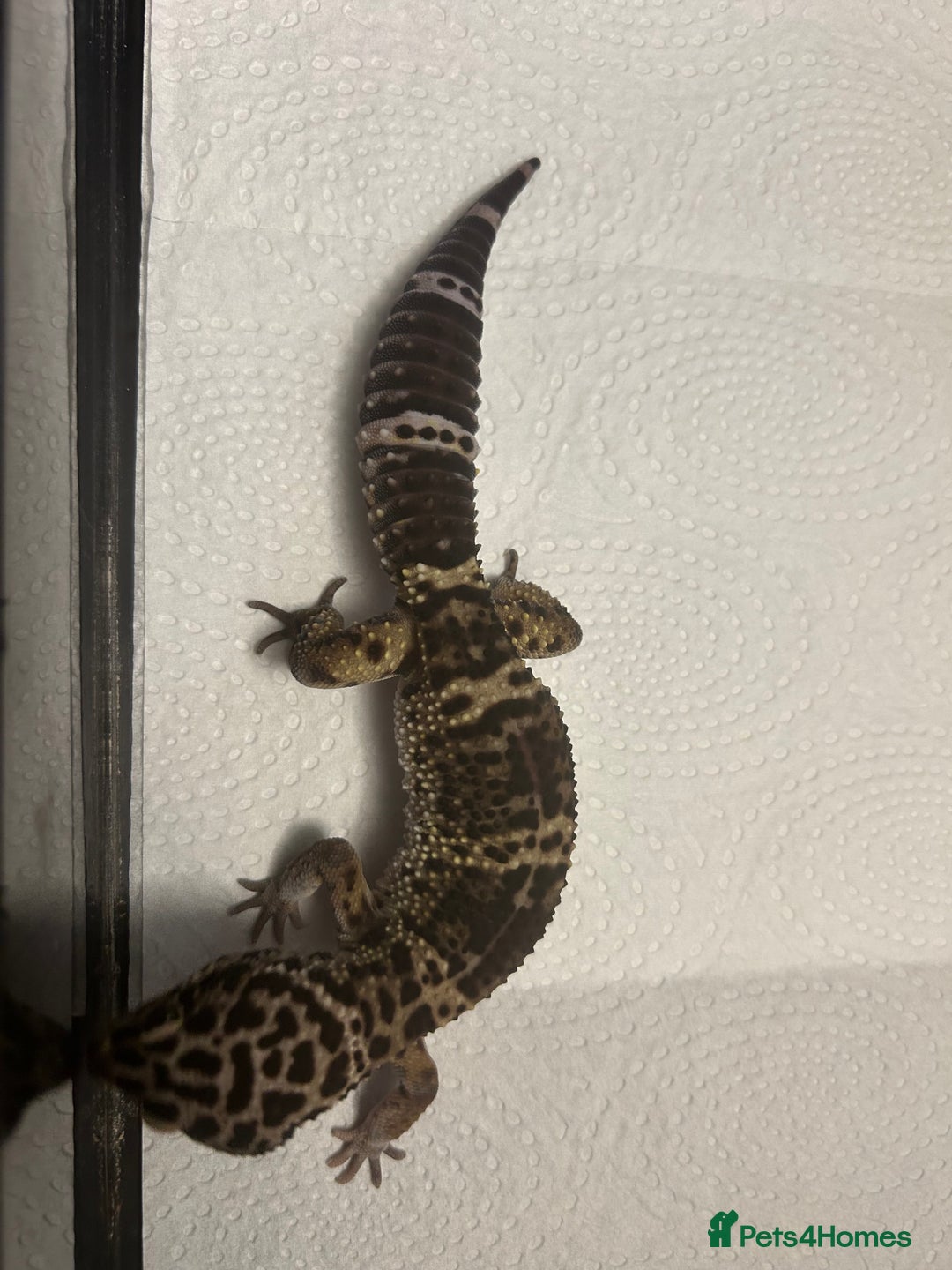 Leopard Gecko reptiles for sale: 3 x pure black night leopard geckos - Advert 19