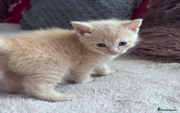 Turkish Angora cats for sale: Pedigree Turkish angora x bengal  - Image 4