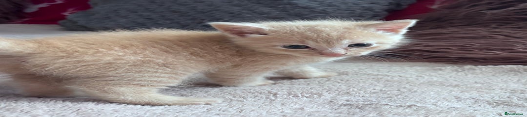 Turkish Angora Kitten 1