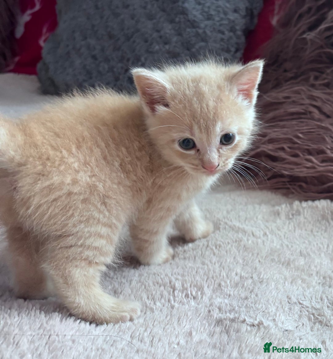 Turkish Angora cats for sale: Pedigree Turkish angora x bengal  - Image 4