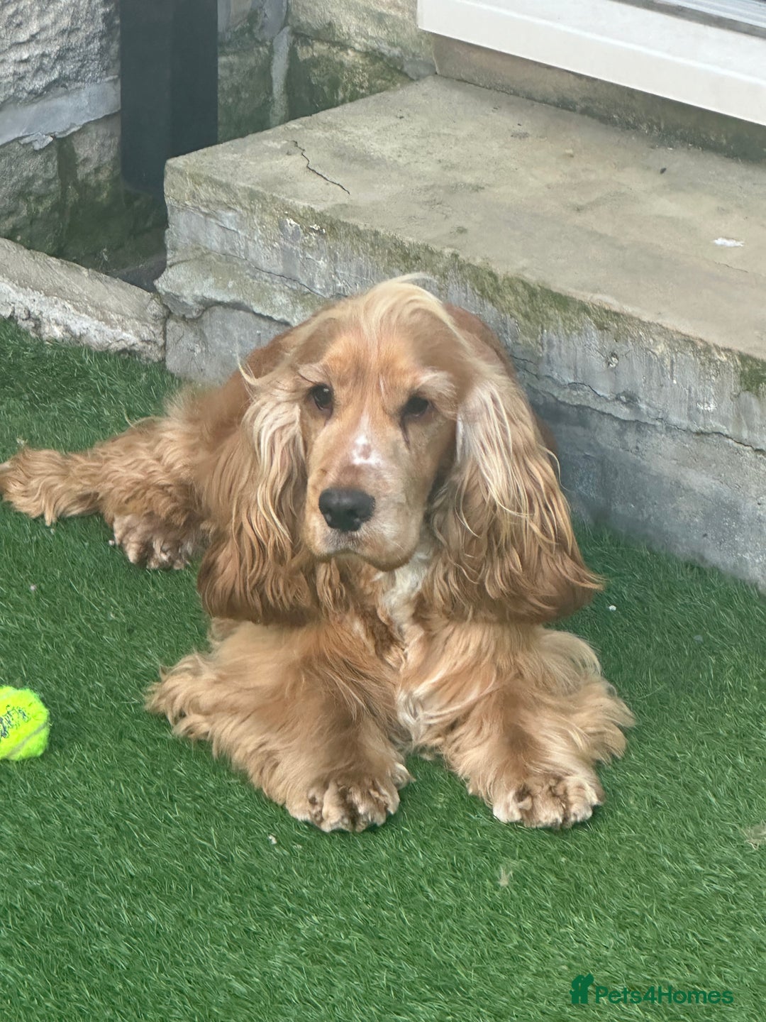 Cocker Spaniel dogs for stud: Bentley - KC Reg Stunning Show Spaniel at Stud in Bradford - Advert 3