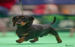 Miniature Dachshund dogs for sale: Kc reg mini smooths  - Image 6