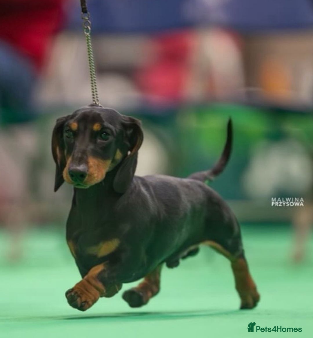 Miniature Dachshund dogs for sale: Kc reg mini smooths  - Image 6