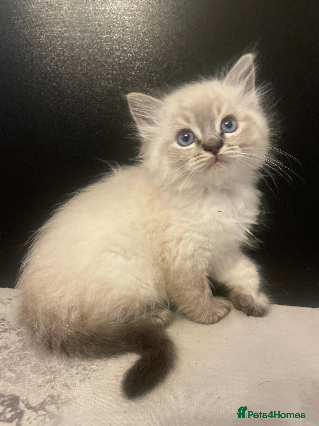 Ragdoll cats for sale: Last boy girl Hcm pkd so loving  playful cutie  - Image 18