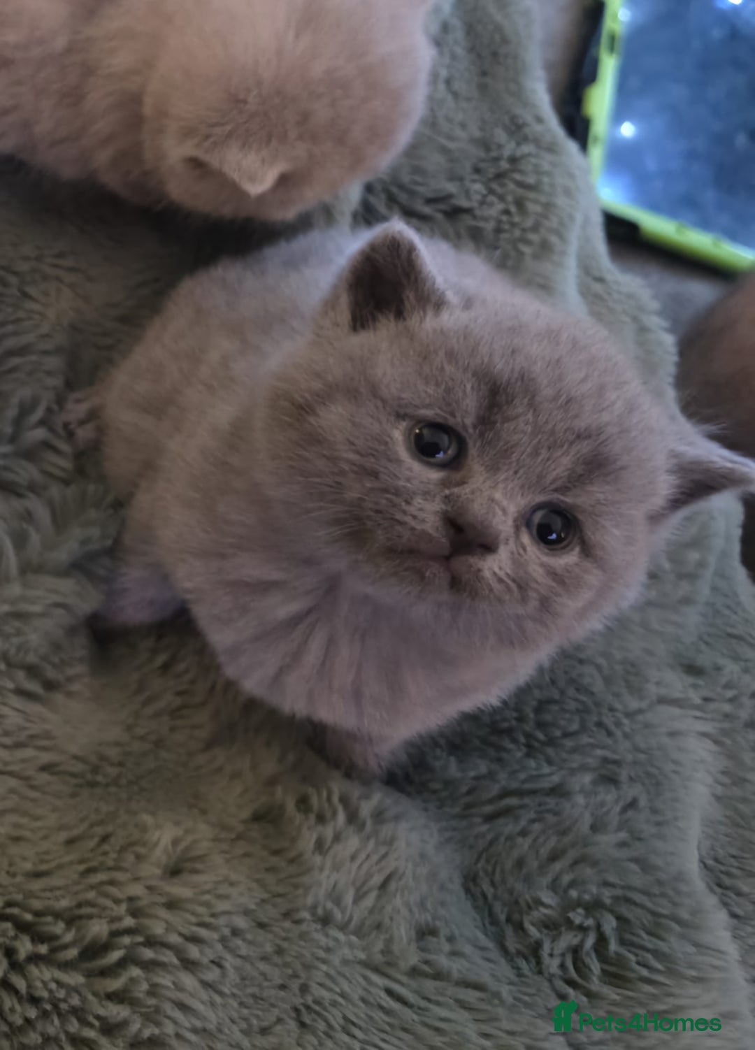 British Shorthair cats for sale: Pedigree British Shorthair Kittens- Lilac & Bluess - Advert 5