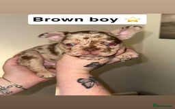 French Bulldog dogs for sale: Frenchie litter - Image 4