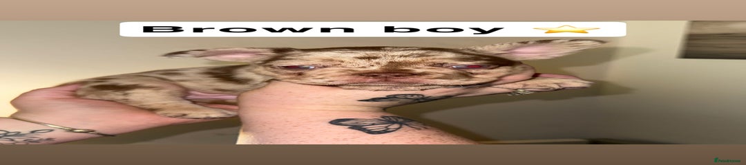 Brown boy