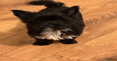 Yorkshire Terrier dogs Yorkshire terrier Black Biewer Ready To Leave ❣️❣️ - Advert 7